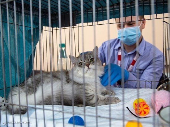 Минсельхоз Карелии дважды в месяц будет рассказывать гражданам о животных