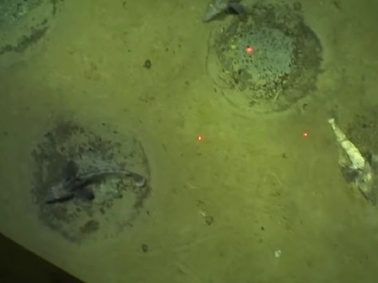 В Антарктике нашли гигантскую колонию ледяных рыб с 60-метровыми гнездами