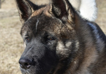 Стали известны новые подробности с обвинением москвички в краже элитной собаки, выдвинутом гражданкой Индонезии