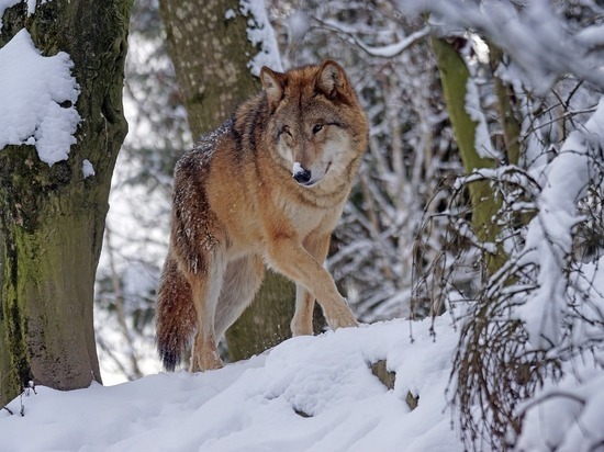 В поселке Реутчанский Курской области зафиксировано нападение волков на собак