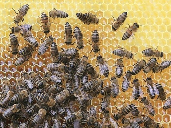В Тюменской области реализован образовательный проект по подготовке пчеловодов