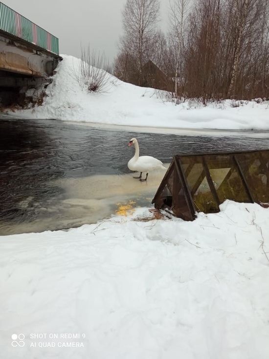 Жители Тверской области беспокоятся за жизнь лебедя, ставшего целью лисы