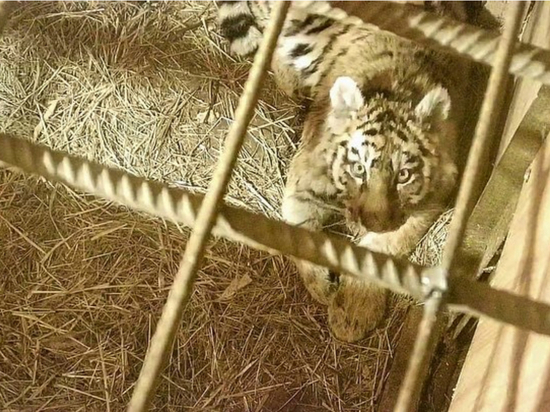 Юная тигрица в Приморье после операции ждет ветеринарного осмотра