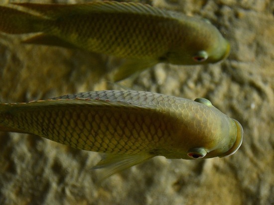 Низкий уровень воды стал причиной гибели рыбы в заливе в Чувашии