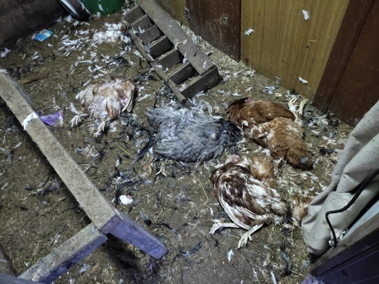 В Дно бродячие собаки убили около 30 куриц и десяток кроликов