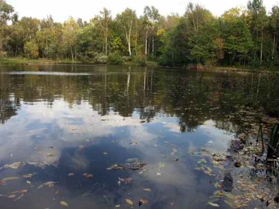 Кусок дикой природы посреди города поистине велика ценность и легкие города