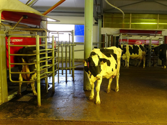 В Тамбовской области идёт строительство роботизированной молочной фермы на 200 коров
