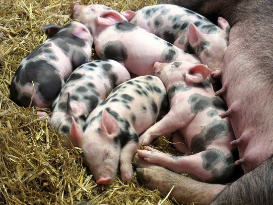 В Павловском районе Кубани завершили строительство свинофермы за 1,61 миллиарда рублей