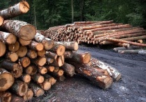 Минприроды предложило законопроект, в котором ежегодно Федеральному агентству лесного хозяйства (Рослесхозу) будет выделяться 4,75 миллиарда рублей на борьбу с пожарами и «черными» вырубщиками леса
