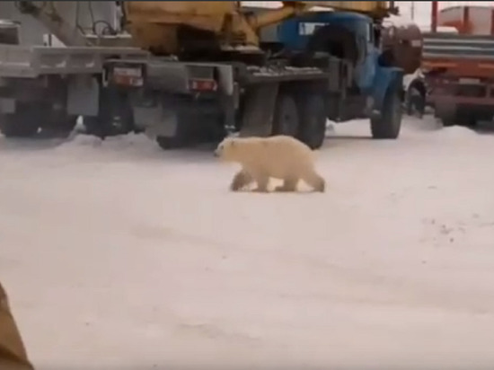 Уверенный в себе белый медведь пришел к вахтовикам на производство в ЯНАО