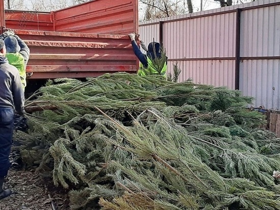 В Кисловодске новогодние елки отправятся на научные исследования