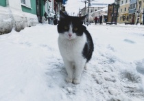 После скачков температуры под снежной «кашей» на улицах Твери образовалась гололедица