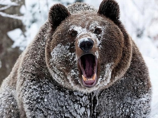 В Ярославской области не могут поймать медведя-шатуна