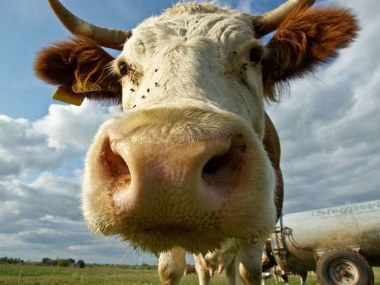576 коров поселят на новой ферме в Уржумском районе