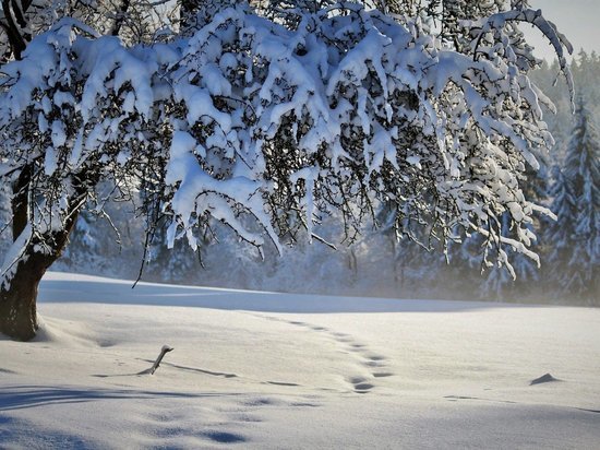 18 января в Курской области ожидаются мороз, снегопад, ветер и гололедица