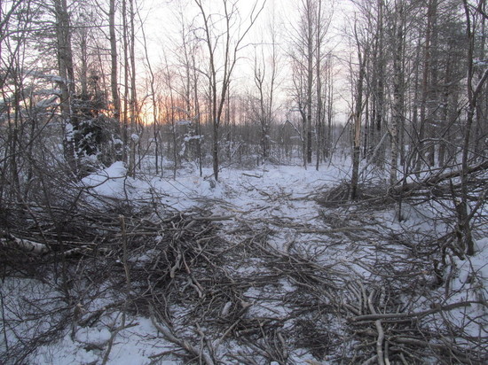 Окуловец незаконно вырубил лес на 100 тысяч рублей