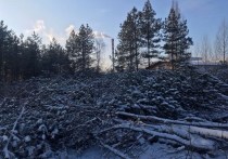 В Воронеже посчитали ущерб незаконной вырубки деревьев на улице Планетной