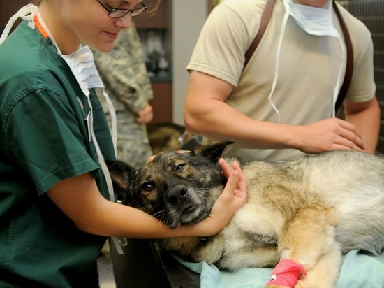 Кемеровский госуниверситет теперь будет учить на ветеринаров