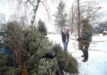 Компания Игоря Чайки объявила сбор елок на утилизацию