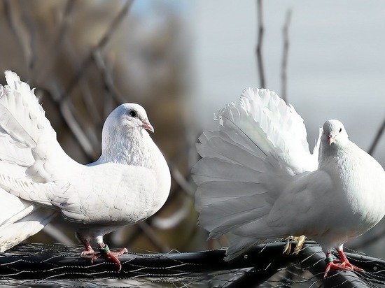 Владелец уникальной голубятни и жители района Чертаново в шоке от трагедии