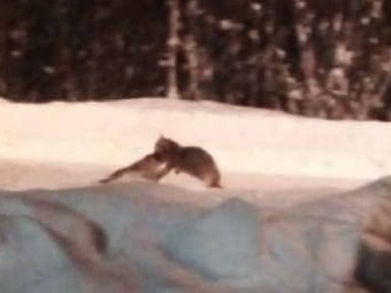 Очередная волчья диверсия зафиксирована в посёлке под Архангельском в ночь на 18 января – лесной зверь ухватил за бочок и утащил во лесок бывалого пса-охранника