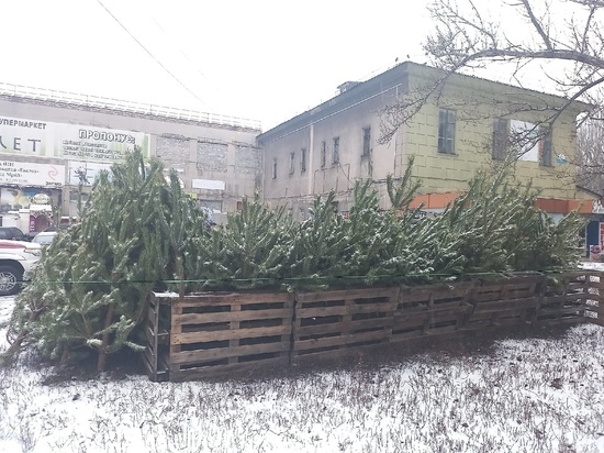 Дончанам подсказали, куда девать новогодние ёлки