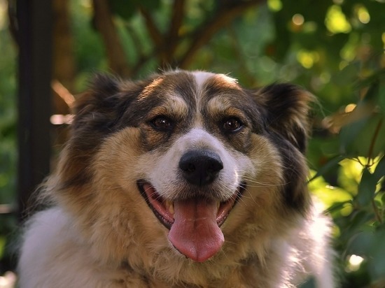 Соцсети: В Кузбассе срочно ищут хозяина для пожилого пса, у которого умер владелец