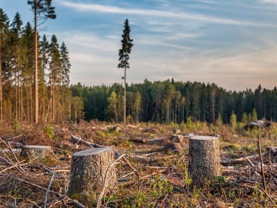 47-летний мужчина получил условный срок за рубку леса в Тверской области