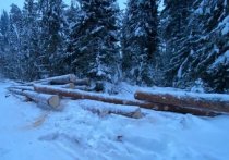 Браконьер из Алнашского района незаконно вырубли деревья, которым было более 150 лет