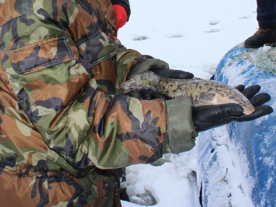 С 20 января в Нижегородской области разрешена ловля налима