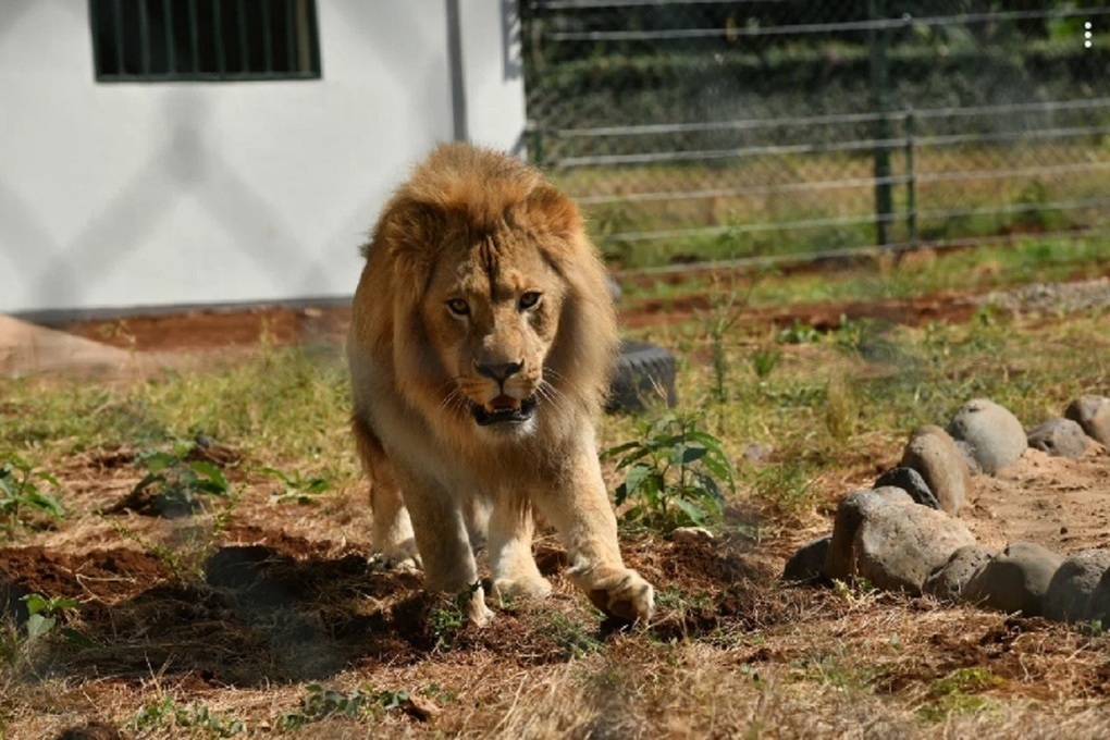 Симба тайган львенок последние новости на сегодня. Симба в Танзании. Лев в Танзании. Челябинский зоопарк львы.
