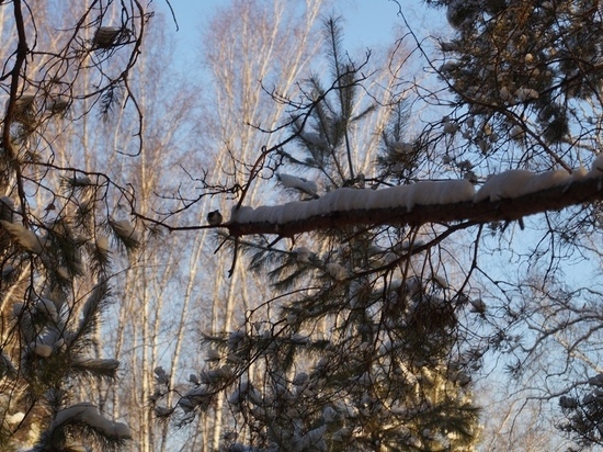 В Новосибирске похолодает до -25 градусов после 20 января