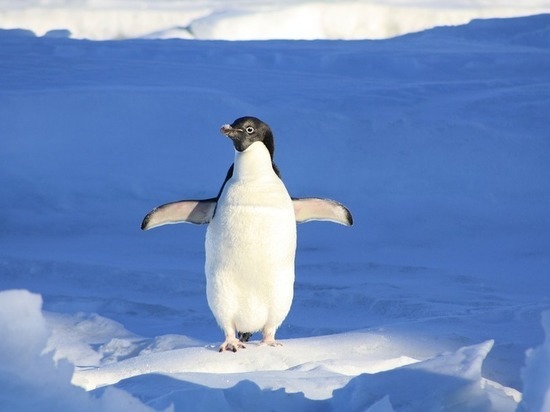 Любители сыра и защитники пингвинов отмечают праздник 20 января