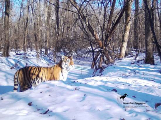 В Хабаровском крае пересчитают тигров