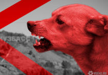 Голодные и агрессивные: жители кузбасского города сообщают о нашествии бездомных собак