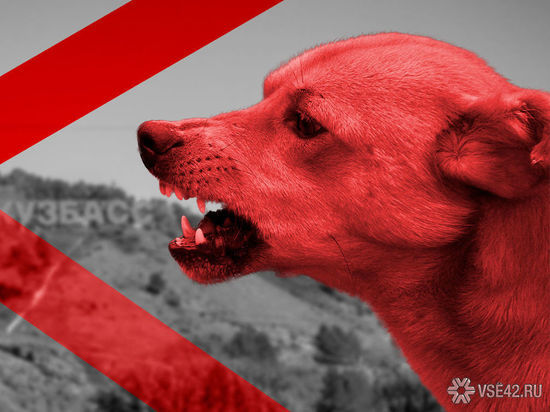 Голодные и агрессивные: жители кузбасского города сообщают о нашествии бездомных собак