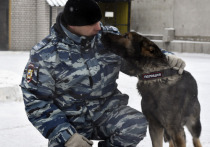 Служебная собака по кличке Ким привела полицейских к дому похитителей в Чите