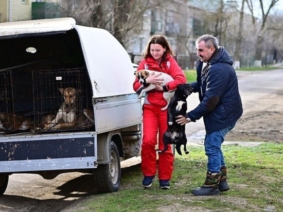В Буденновском округе Ставрополья возобновили отлов бездомных собак