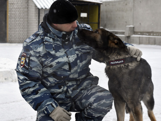 Полицейская собака Ким помогла раскрыть кражу радиаторов в Чите