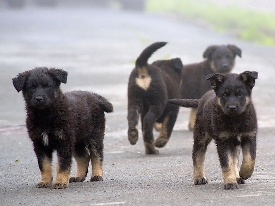 В Нальчике построят приют на 500 бездомных кошек и собак