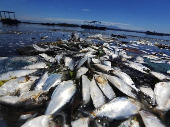 В Тверской области выяснили причину массовой гибели рыб в реке