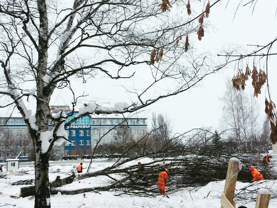 В Ижевске вырубили березовый сквер на ул. Коммунаров под строительство