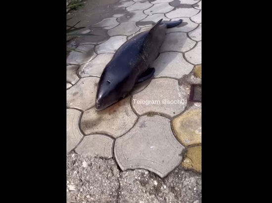 Во время шторма в Сочи на набережную выбросило дельфина