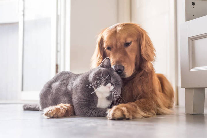 К сведению костромских собаководов: в ГосДуме обсуждается закон о чипировании домашних животных