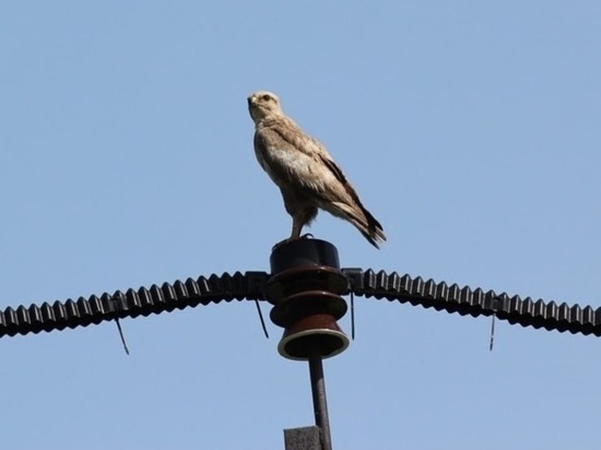 Энергетики «Россети Кубань» монтировали на ЛЭП свыше 4,2 тысячи птицезащитных устройств