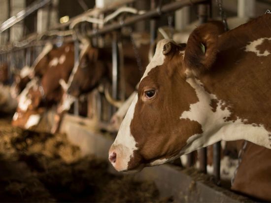 Молочную ферму в Никеле отказались открывать из-за смерти заявителя
