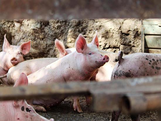 Впервые в мире человеку пересадили успешно две почки от свиньи