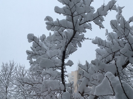 Все выходные в Саратовской области будет сыпать снег