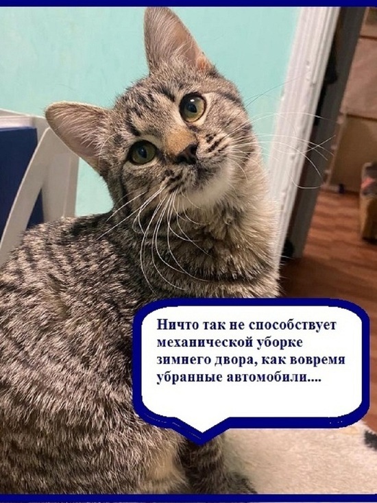 Кошка Задвижка пожаловалась на автомобилистов Ноябрьска