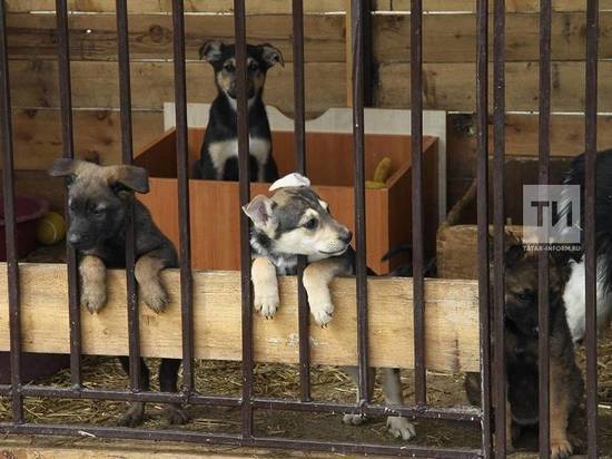 Приюты для животных построят в трех городах Татарстана